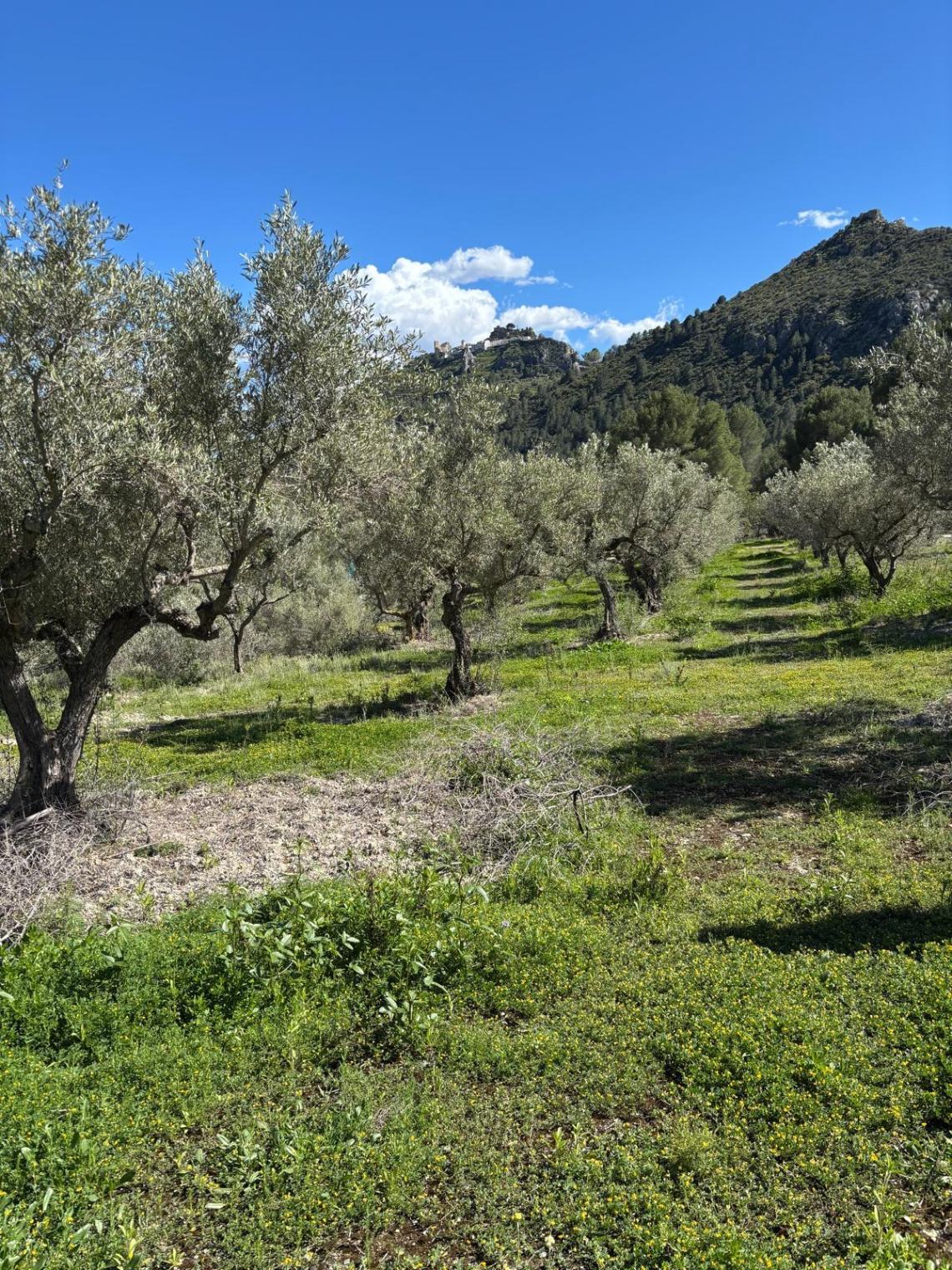 Terreno in vendita a Guadalest, Alicante - 12.000 m² — foto 4