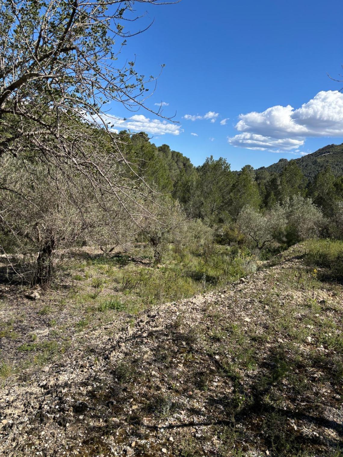 Terreno in vendita a Guadalest, Alicante - 12.000 m² — foto 8
